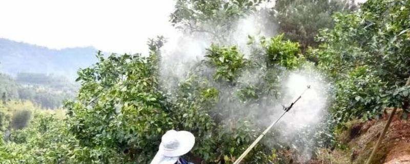 使用石硫合剂清园的好处，其药效持久