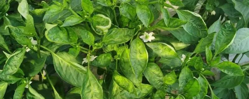 小辣椒病毒病的防治方法，育苗前用高锰酸钾浸种