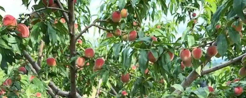 蜜桃有没有种子，种子一般比较大