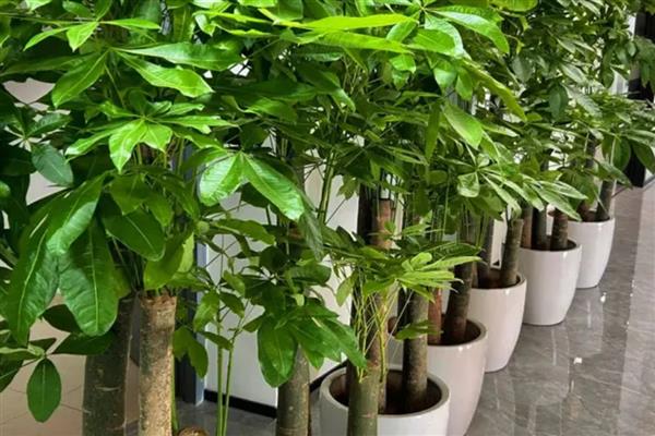 发财树冬季叶子发黄脱落如何挽救，将植株移置室内养