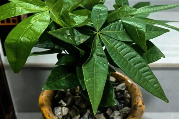 发财树冬季叶子发黄脱落如何挽救，将植株移置室内养