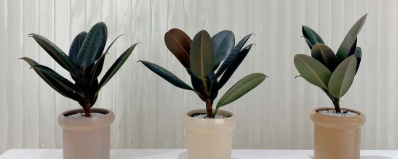 橡皮树怎么浇水，春秋季节每隔2-3天浇一次