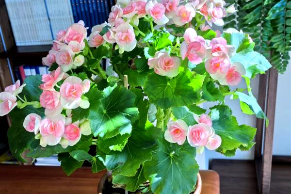 丽格海棠怎么养殖，夏季要遮阴防晒