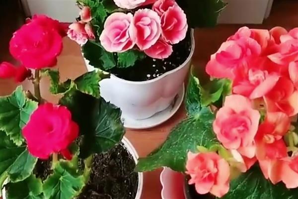 丽格海棠怎么养殖，夏季要遮阴防晒