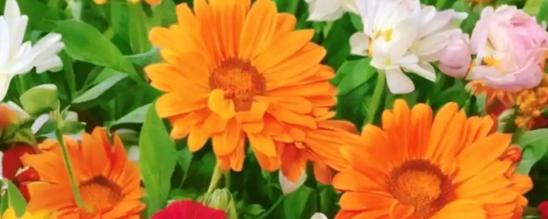 金盏花有什么花语，代表灿烂明亮、神圣纯洁等含义