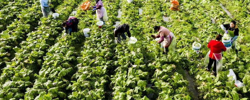 北方什么时候种植榨菜，主要集中在8月份