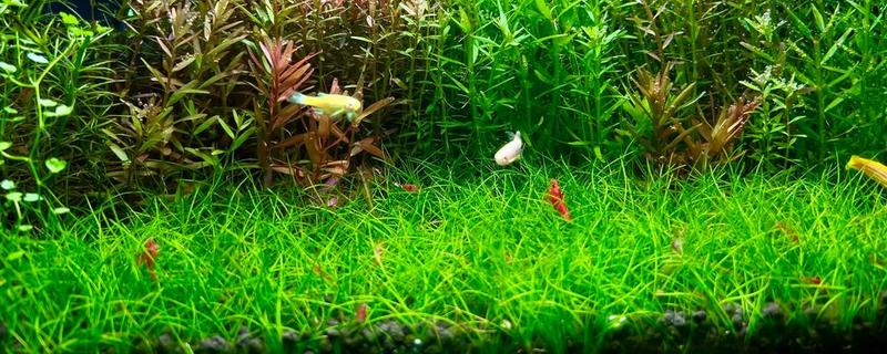 虾缸要不要过滤器，良好的水质才能确保幼虾存活