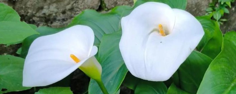 马蹄莲和海芋有什么区别，品种、花朵、种子都不同