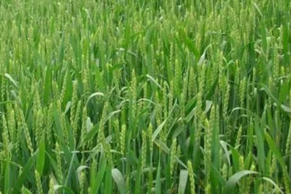 中原6号小麦的简介，分蘖力和成穗率中等