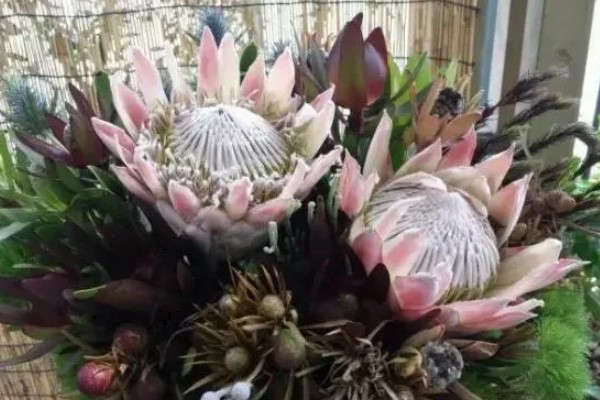 怎么种帝王花,播种一般选在秋季进行