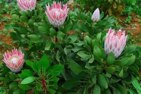 怎么种帝王花,播种一般选在秋季进行