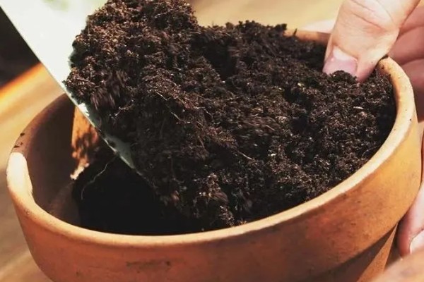 天门冬的种植方法,用温水浸种后再播种