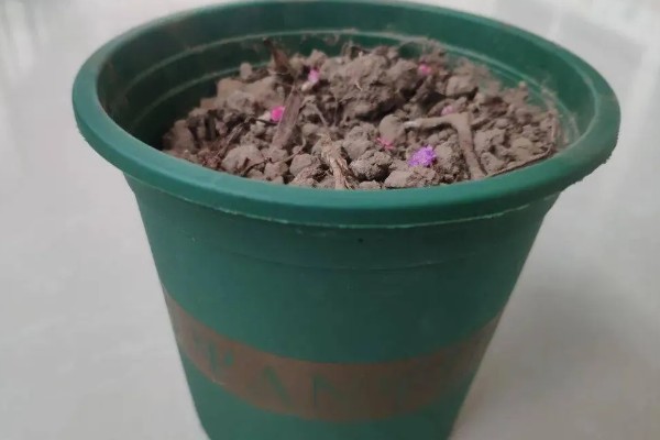 天门冬的种植方法,用温水浸种后再播种