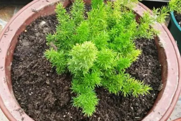 天门冬的种植方法,用温水浸种后再播种
