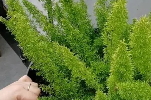 天门冬的种植方法,用温水浸种后再播种