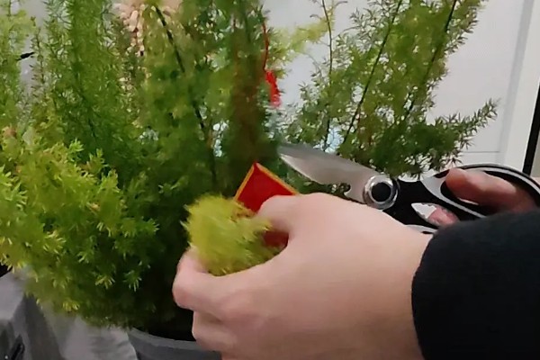 天门冬的种植方法,用温水浸种后再播种