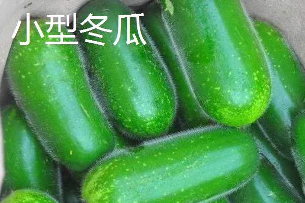 冬瓜的种类,可分为小型、中型、大型品种