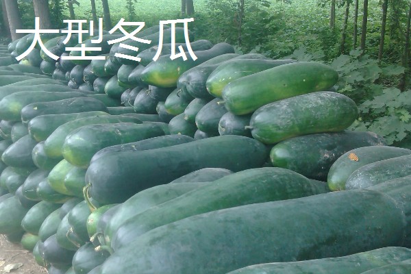 冬瓜的种类,可分为小型、中型、大型品种