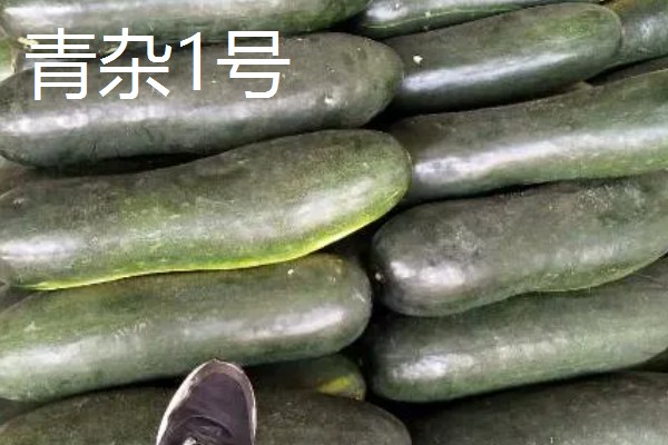 冬瓜的种类,可分为小型、中型、大型品种