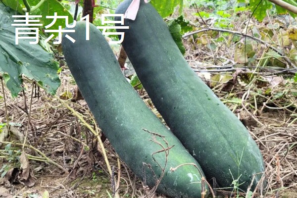 冬瓜的种类,可分为小型、中型、大型品种