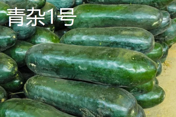 冬瓜的种类,可分为小型、中型、大型品种