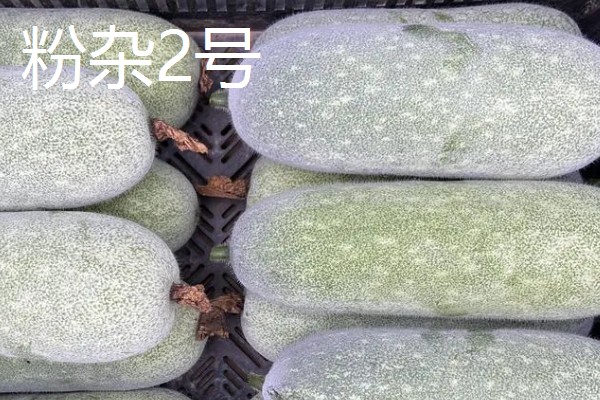冬瓜的种类,可分为小型、中型、大型品种