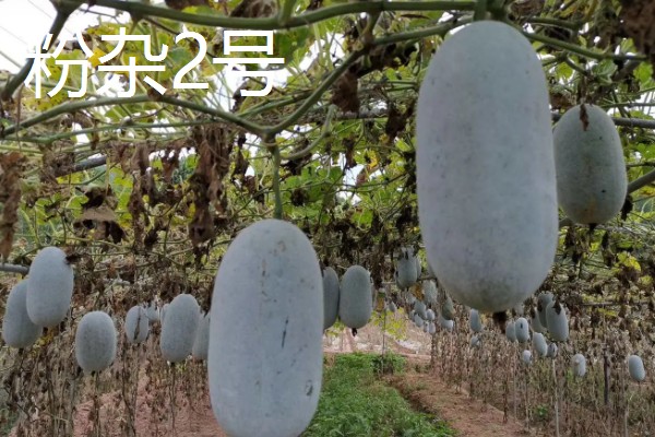冬瓜的种类,可分为小型、中型、大型品种
