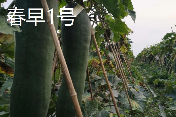 冬瓜的种类,可分为小型、中型、大型品种