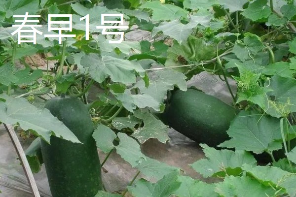 冬瓜的种类,可分为小型、中型、大型品种