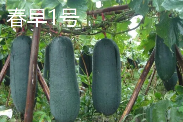 冬瓜的种类,可分为小型、中型、大型品种