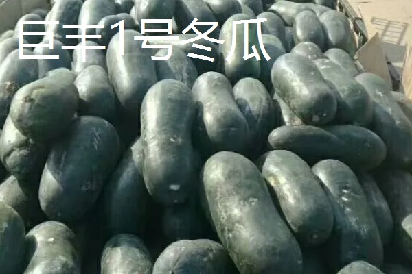 冬瓜的种类,可分为小型、中型、大型品种