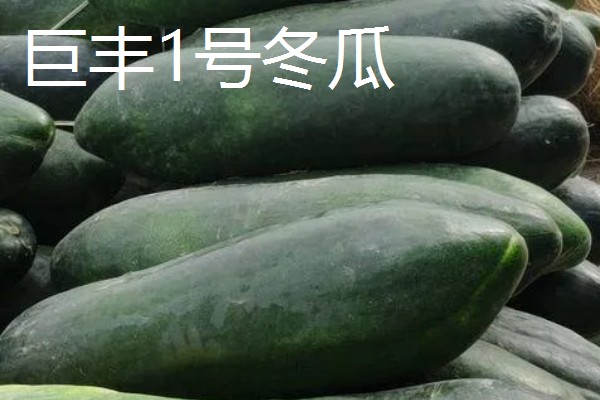 冬瓜的种类,可分为小型、中型、大型品种