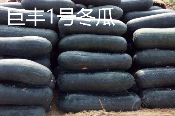 冬瓜的种类,可分为小型、中型、大型品种