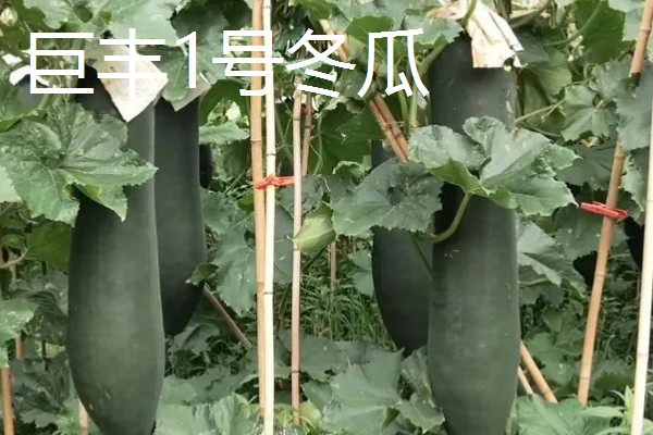 冬瓜的种类,可分为小型、中型、大型品种