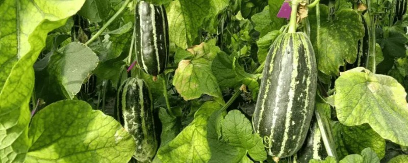 羊角蜜瓜何时种植，最佳时间为3-4月份