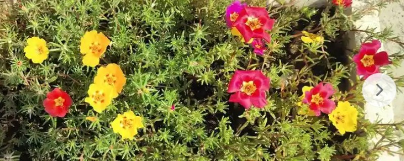 太阳花是向日葵吗，属于不同的品种