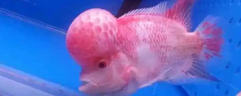 黄金罗汉鱼好不好养，新手不宜尝试
