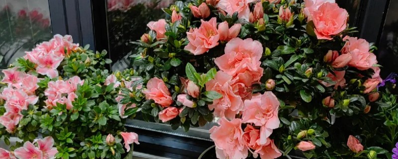 北方如何养好杜鹃花，喜光照充足的环境