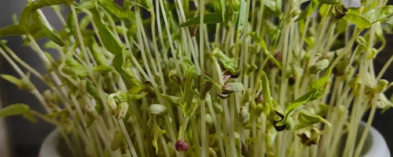 绿豆种成豆芽的方法，选用当年生或隔年生的新鲜豆种