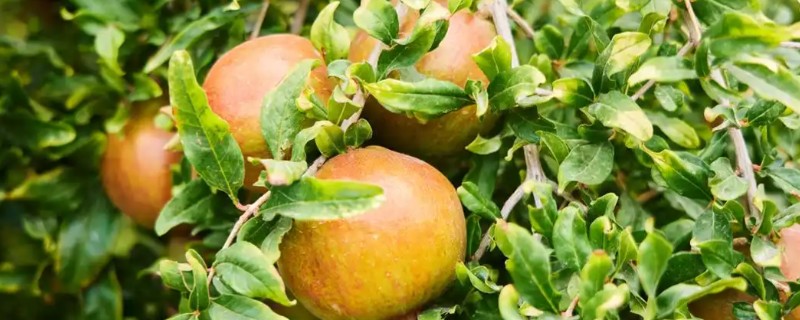 判断石榴树是否死亡的方法，叶片柔软、内部有汁液便表示未死亡