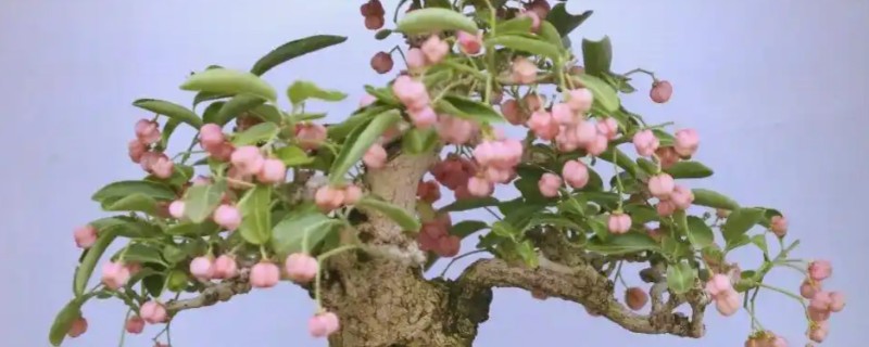 卫矛的盆景制作方法，根据植株的高度和长势进行摘心