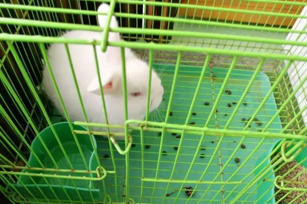 兔子为什么会便秘,常见饮食不当、缺少运动等原因