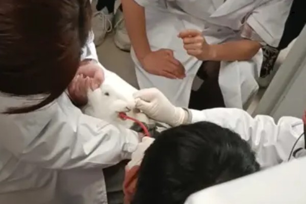 兔子为什么会便秘,常见饮食不当、缺少运动等原因