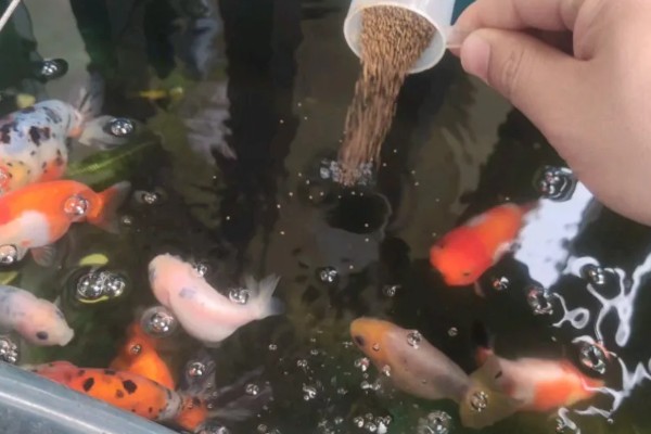 金鱼饿了会咬其它鱼吗，有可能会咬其它鱼