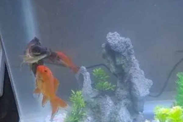 金鱼饿了会咬其它鱼吗，有可能会咬其它鱼