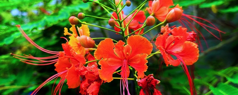 金凤花的简介，属于凤仙花科草本植物