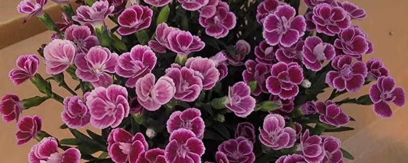 初吻花的养殖方法，每天接受4-6小时的光照