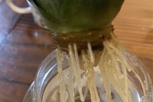 如何水培菠萝,每隔1周换一次水