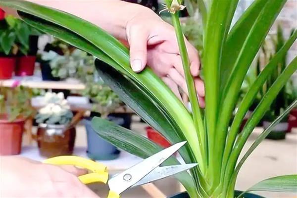 君子兰根太多了怎么处理，需要对其进行修剪