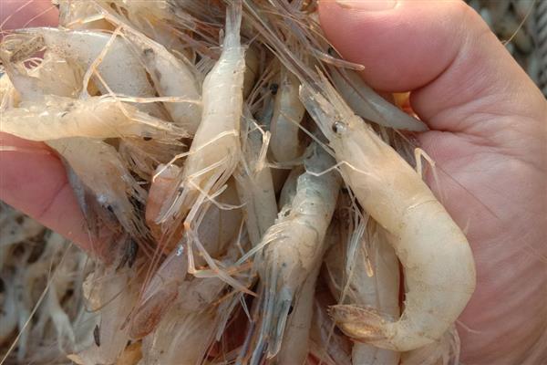 白虾的简介，是长臂虾科、白虾属甲壳动物的统称